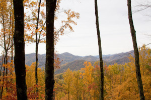 Fall Colors in Asheville, North Carolina