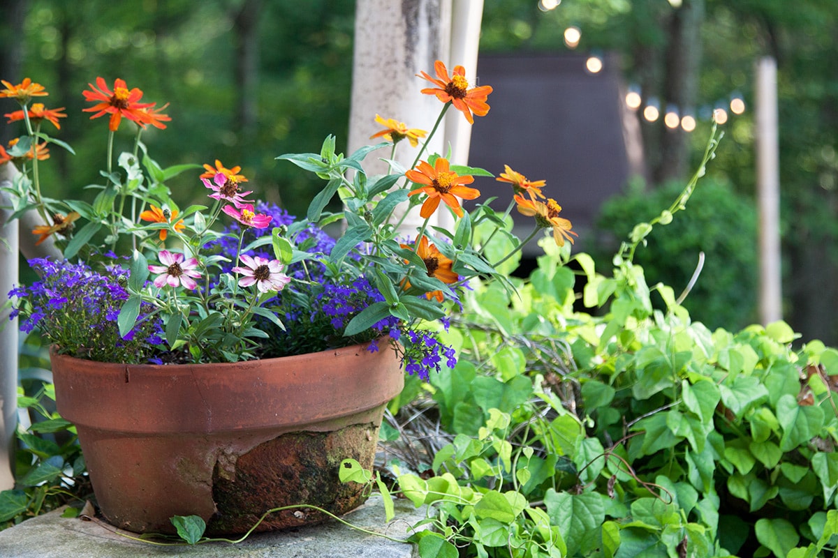 Blooming flower pot on back patio