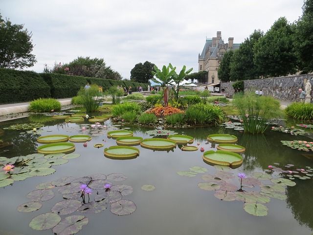 Large pond with lily pads at the Biltmore estate gardens with the Biltmore house in background