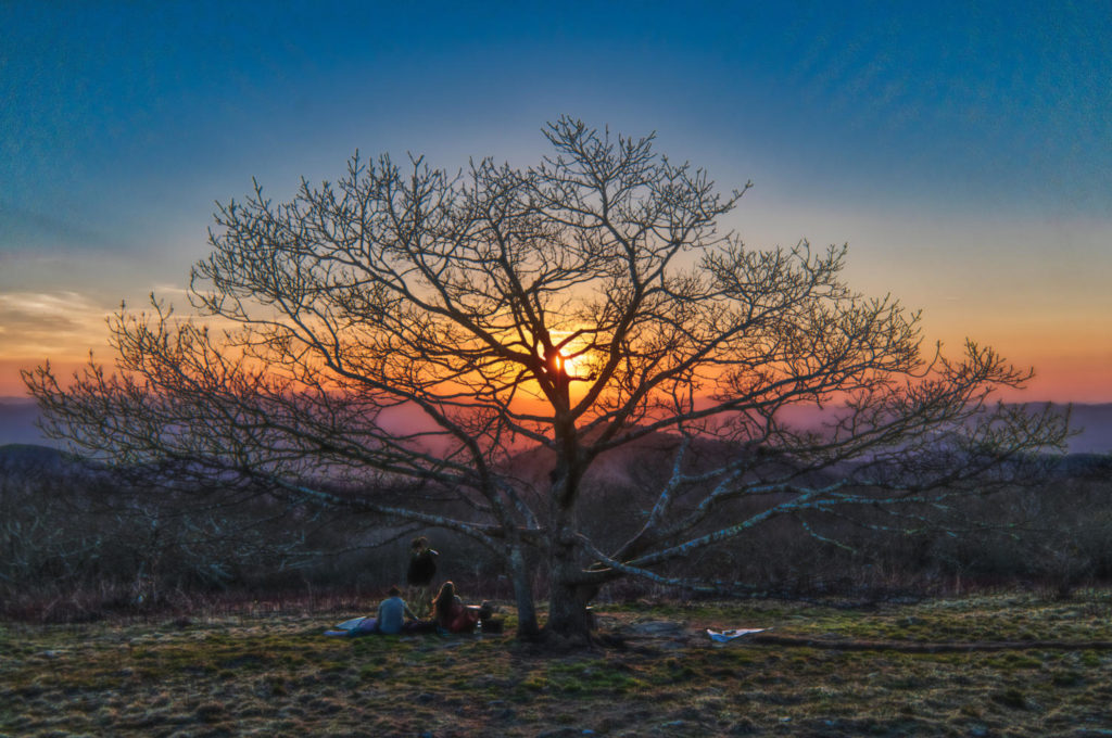Craggy tree in the spring with views of sunset behind