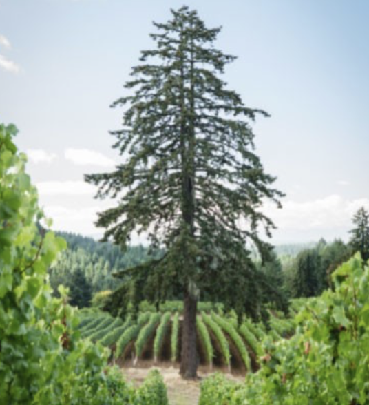 Vineyard on Oregon